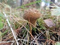 Mushrooms in the woods. Siberia autumn. ÃÅ¸Ãâ¹Ãâ¦. Pih. Royalty Free Stock Photo